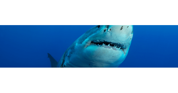 shark registration